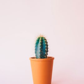 annie-spratt-fbAnIjhrOL4-unsplash.jpg